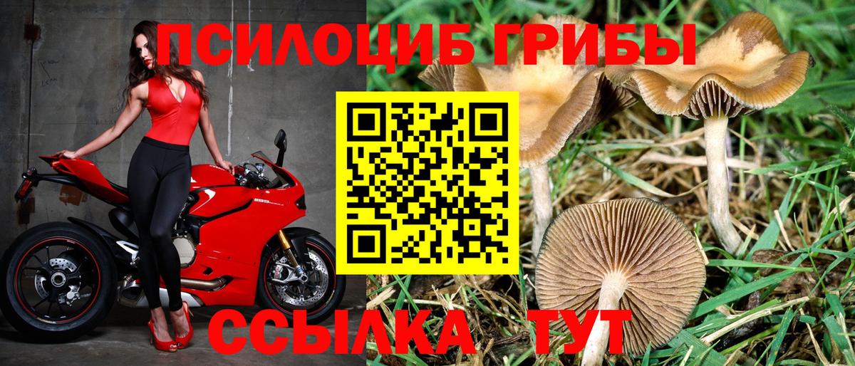 Галлюциногенные грибы Cubensis  Вход с VPN  Петрозаводск 